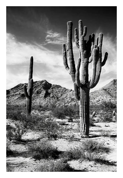 Saguaro Framed Art