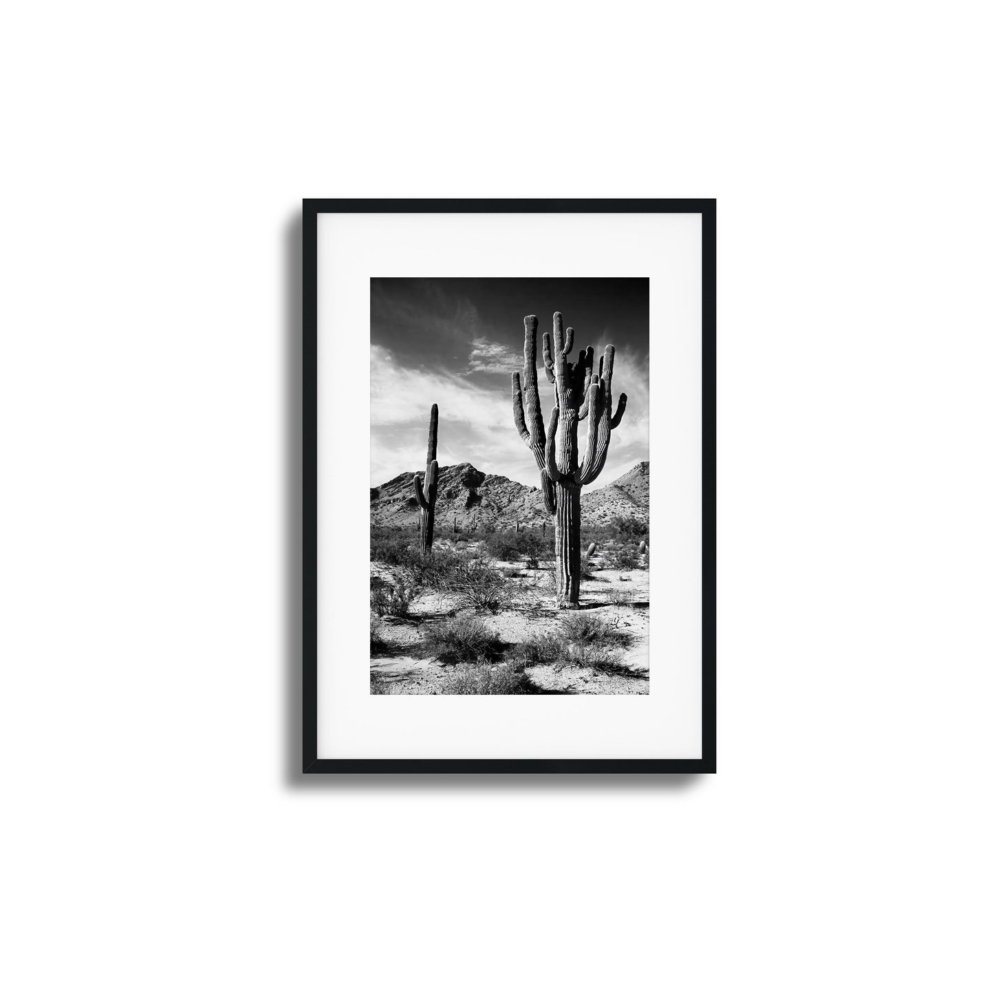 Black-and-white image of saguaro cacti in the desert.