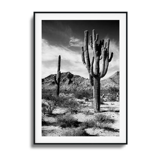 Black-and-white image of saguaro cacti in the desert.