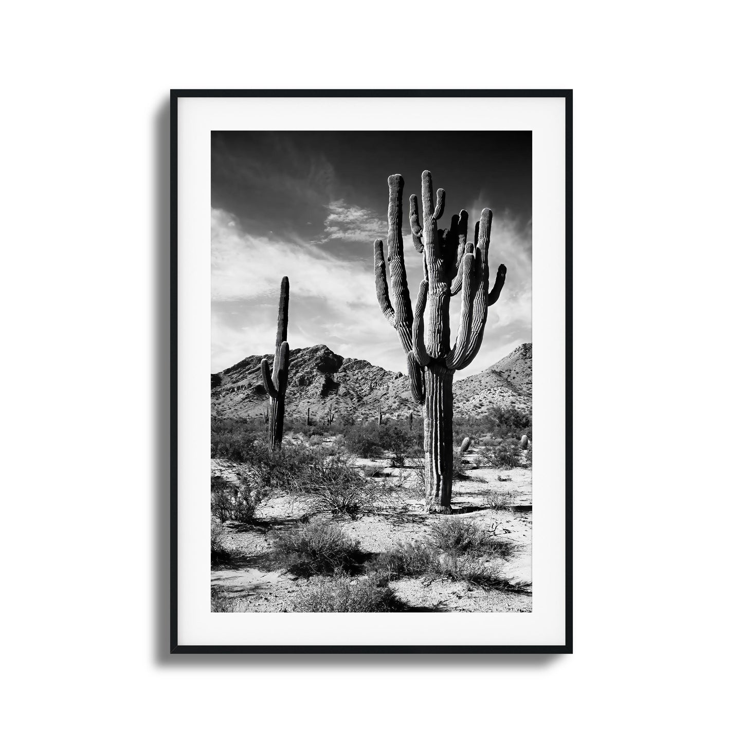 Black-and-white image of saguaro cacti in the desert.