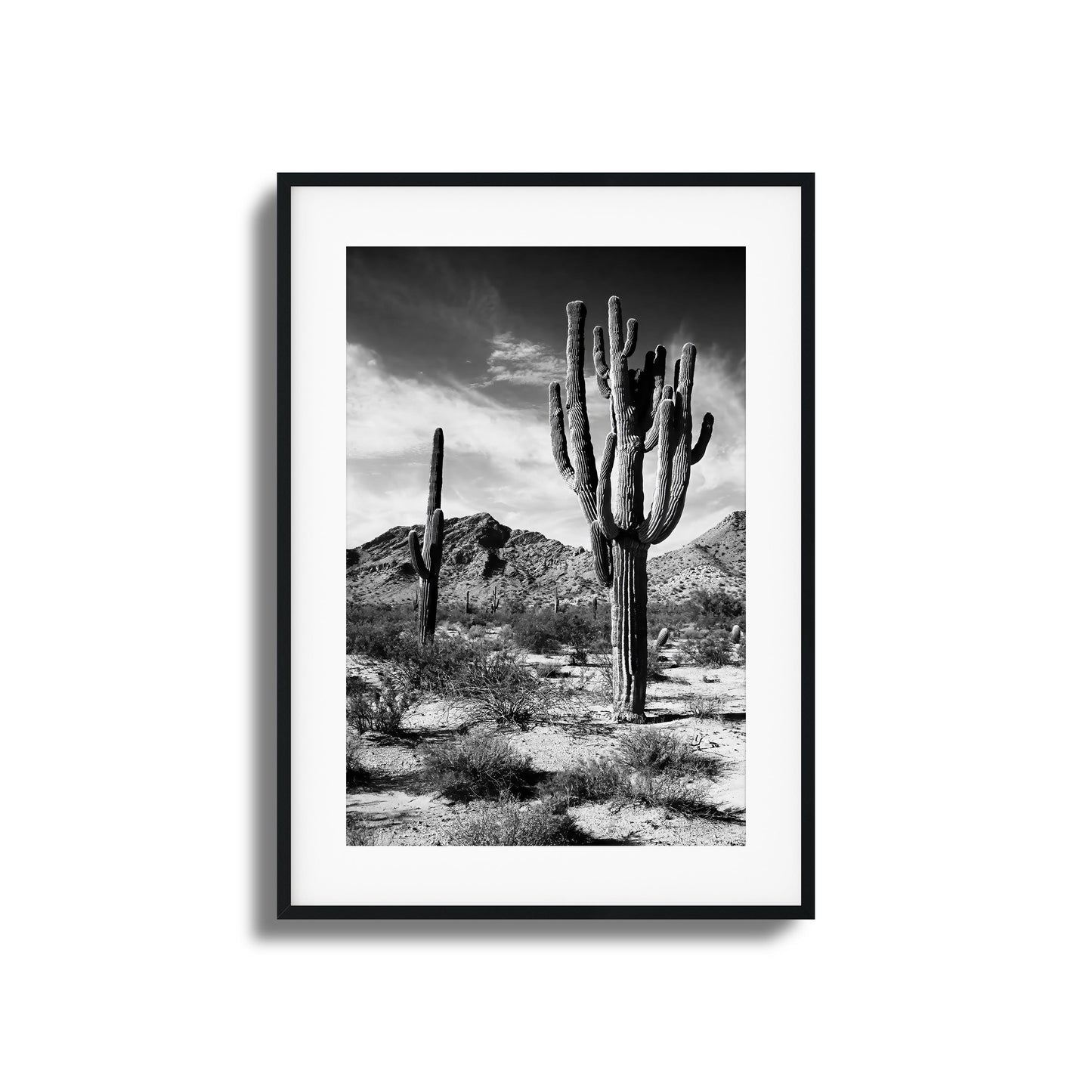 Black-and-white image of saguaro cacti in the desert.