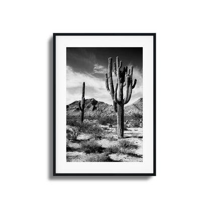 Saguaro Framed Art