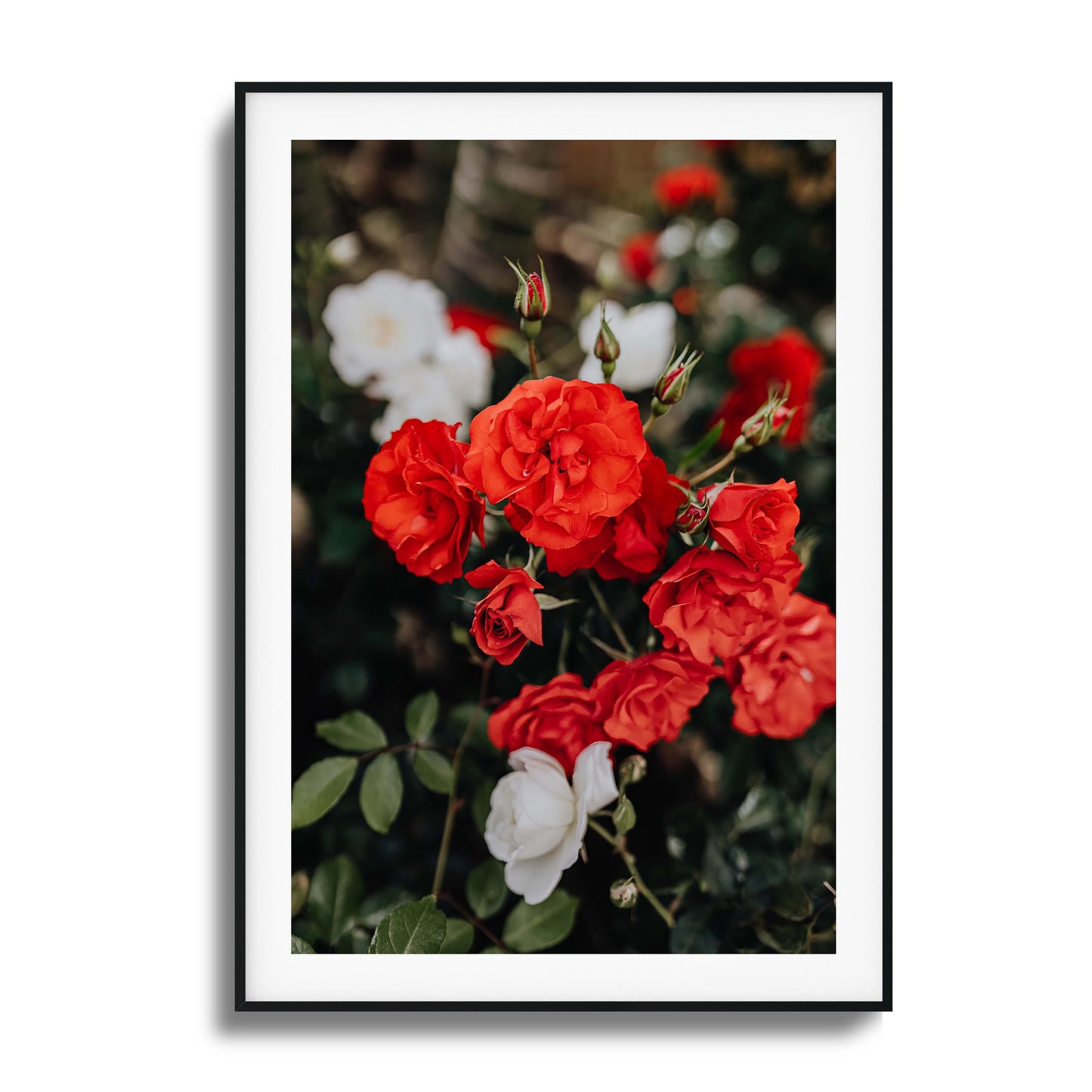 Red and white roses in full bloom