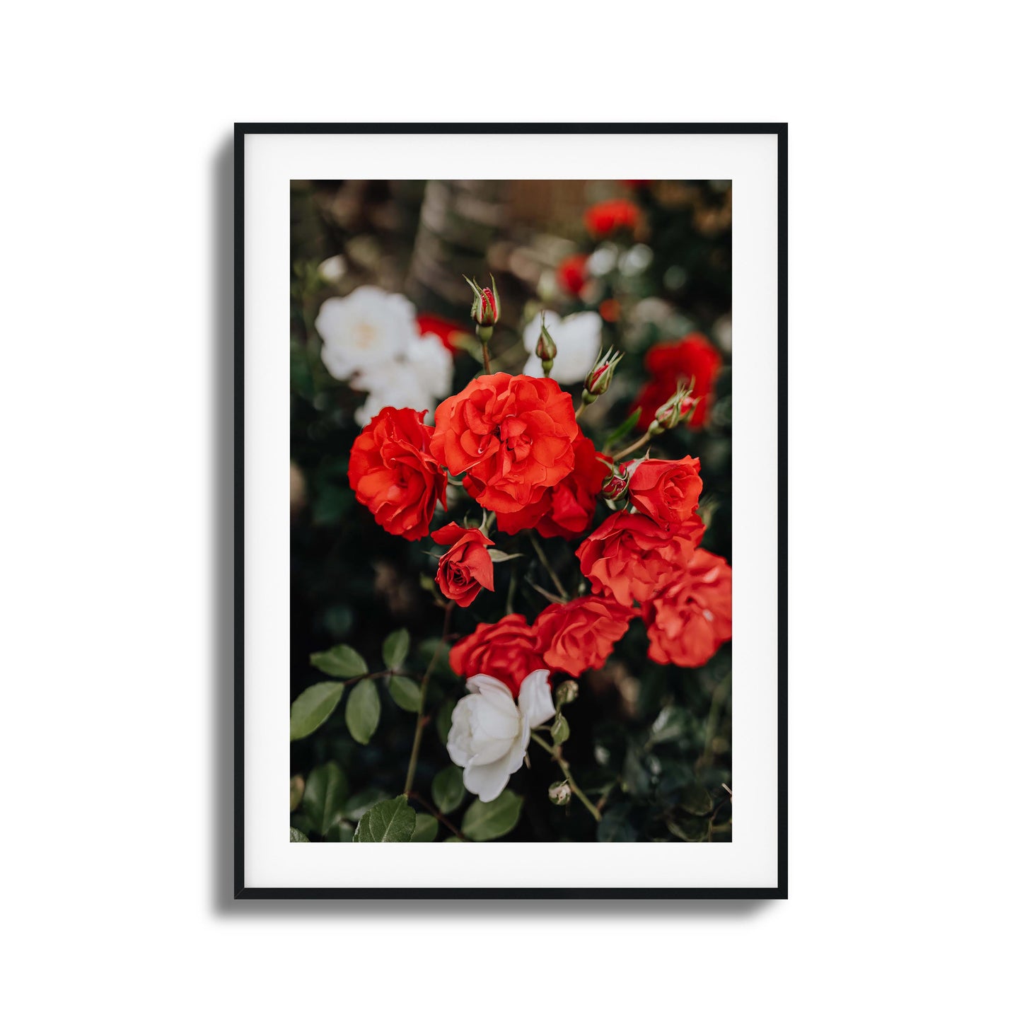 Red and white roses in full bloom