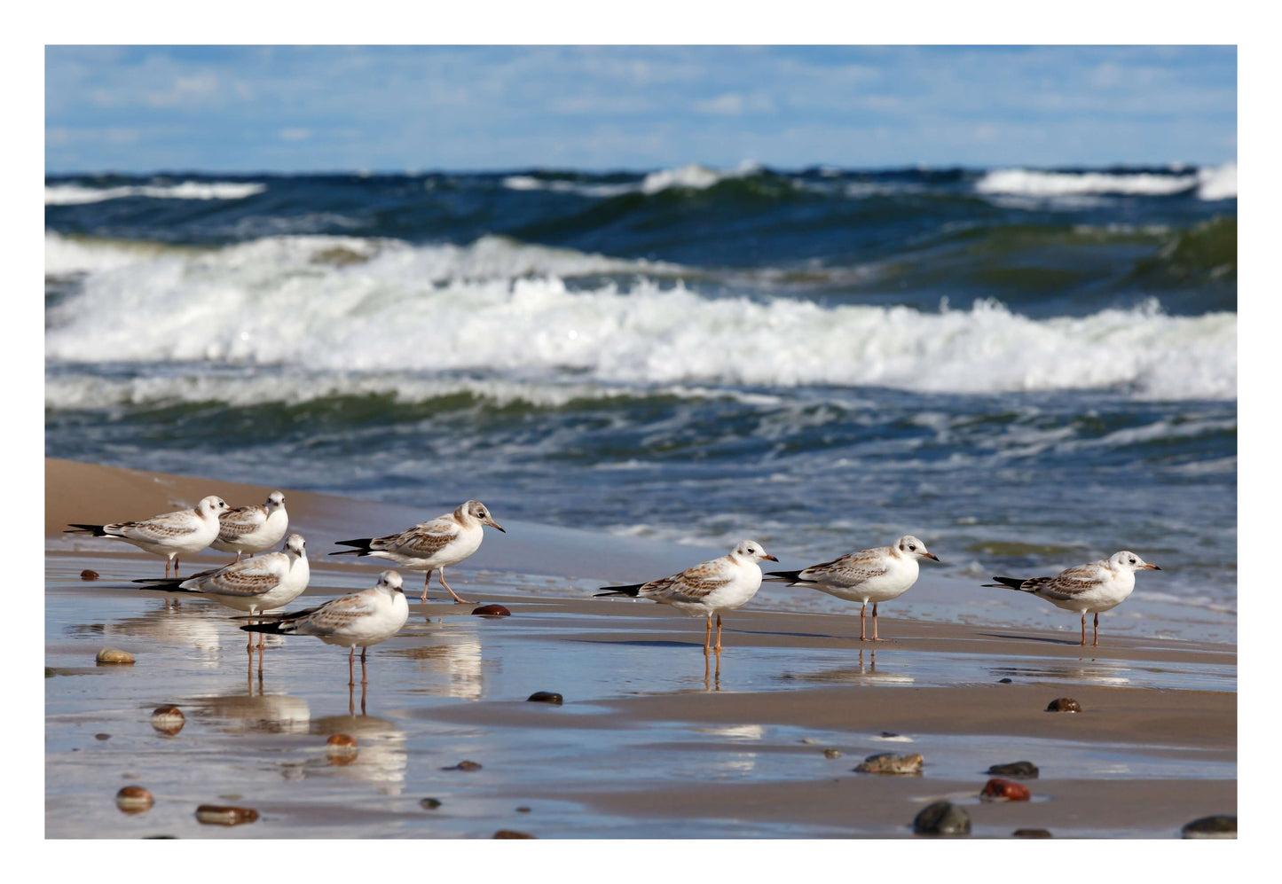 Shore Birds Gathering Framed Art