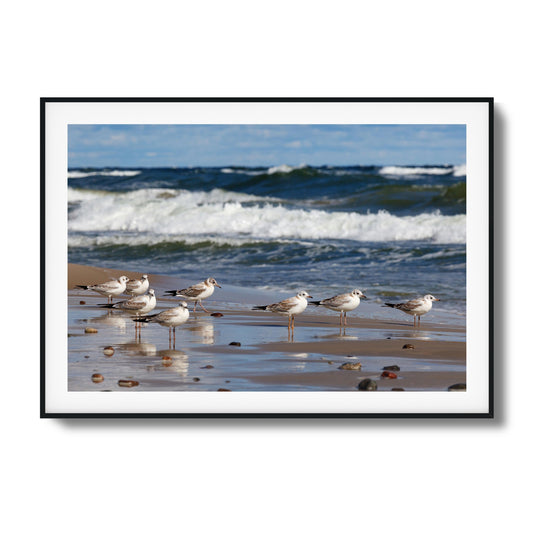 Shore Birds Gathering Framed Art