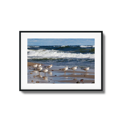 Shore Birds Gathering Framed Art