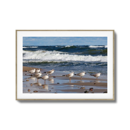 Shore Birds Gathering Framed Art