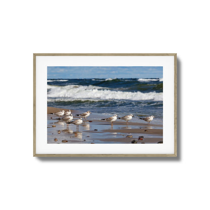 Shore Birds Gathering Framed Art