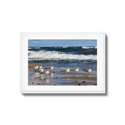 Shore Birds Gathering Framed Art