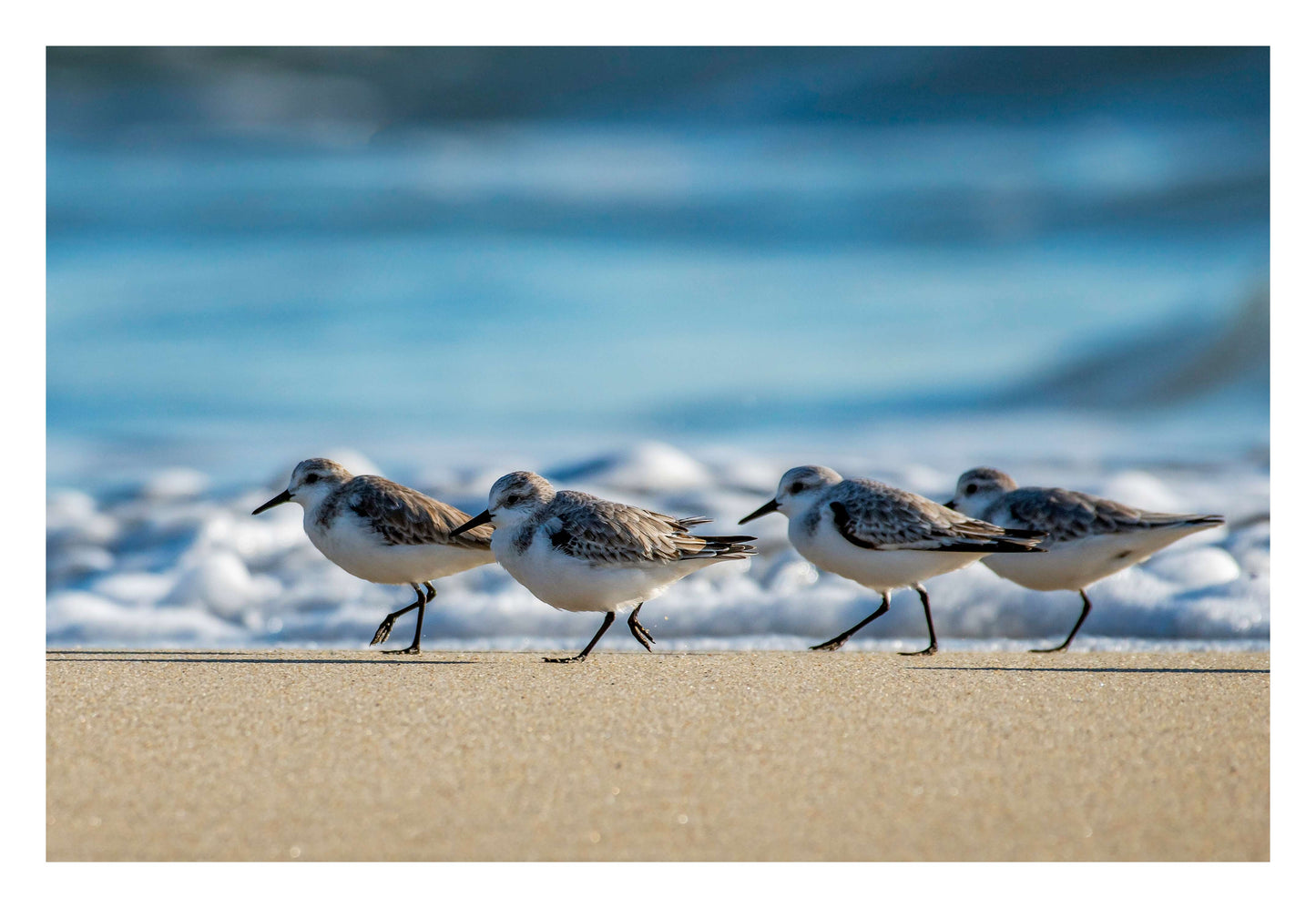 Shoreline Birds Framed Art