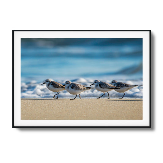 Shoreline Birds Framed Art