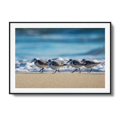 Shoreline Birds Framed Art - Assure Spark