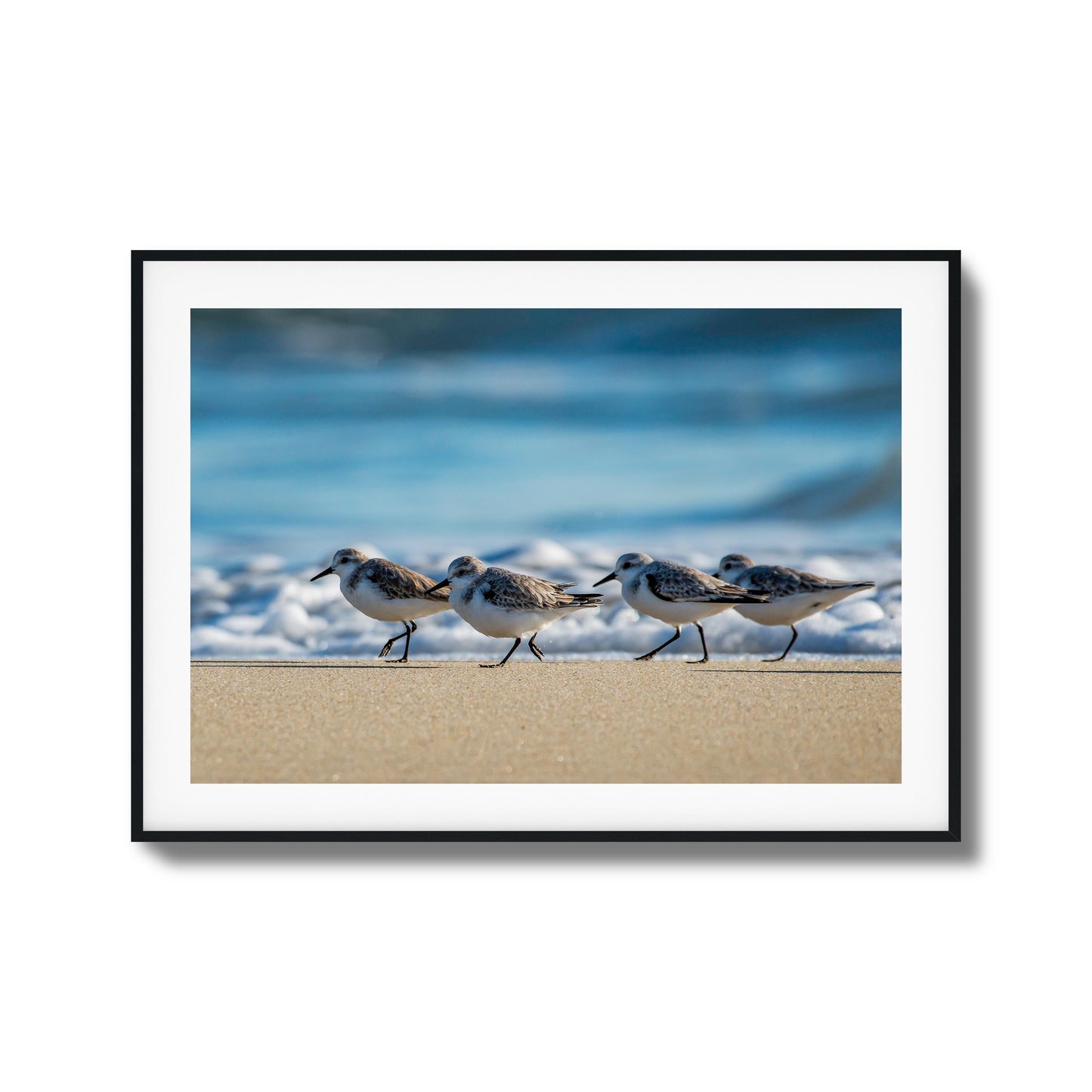 Shoreline Birds Framed Art