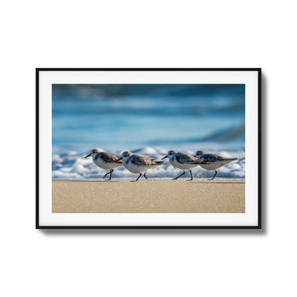 Shoreline Birds Framed Art