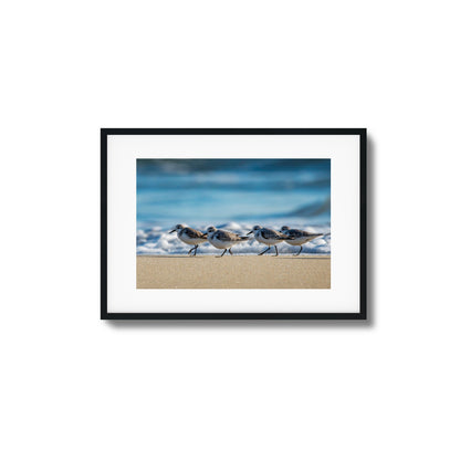 Shoreline Birds Framed Art