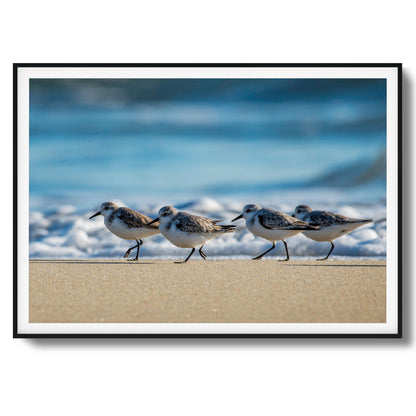 Shoreline Birds Framed Art