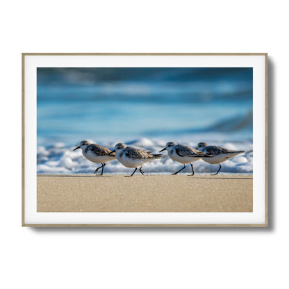 Shoreline Birds Framed Art