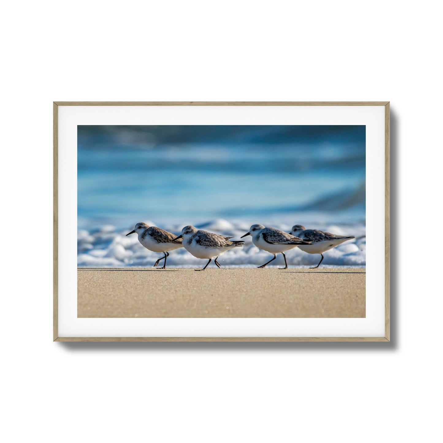 Shoreline Birds Framed Art