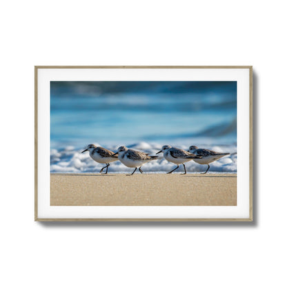 Shoreline Birds Framed Art