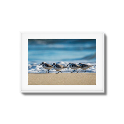 Shoreline Birds Framed Art