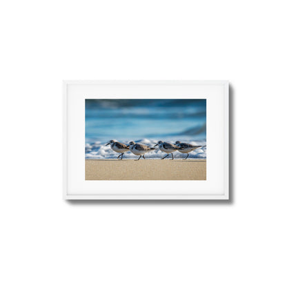Shoreline Birds Framed Art