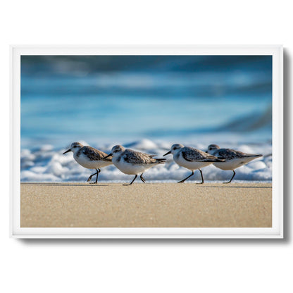 Shoreline Birds Framed Art