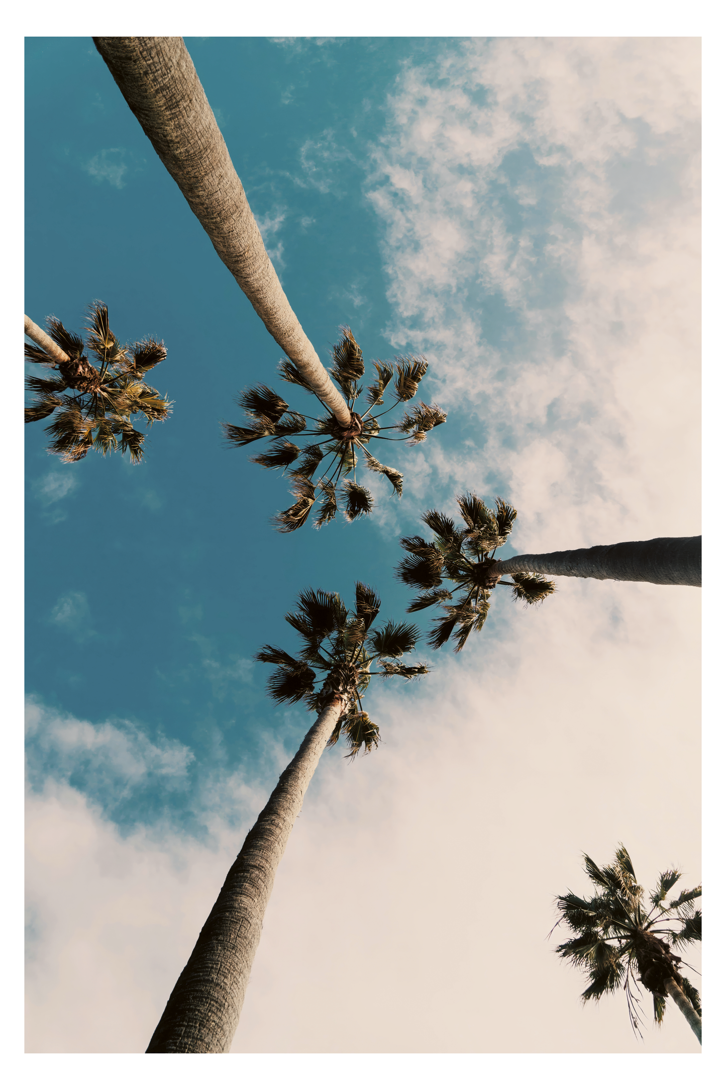 Skyward Palms Framed Art