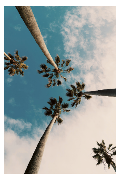 Skyward Palms Framed Art
