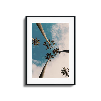 Skyward Palms Framed Art