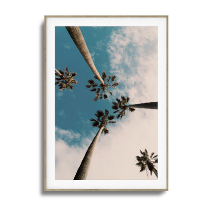 Skyward Palms Framed Art