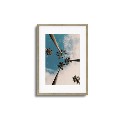 Skyward Palms Framed Art
