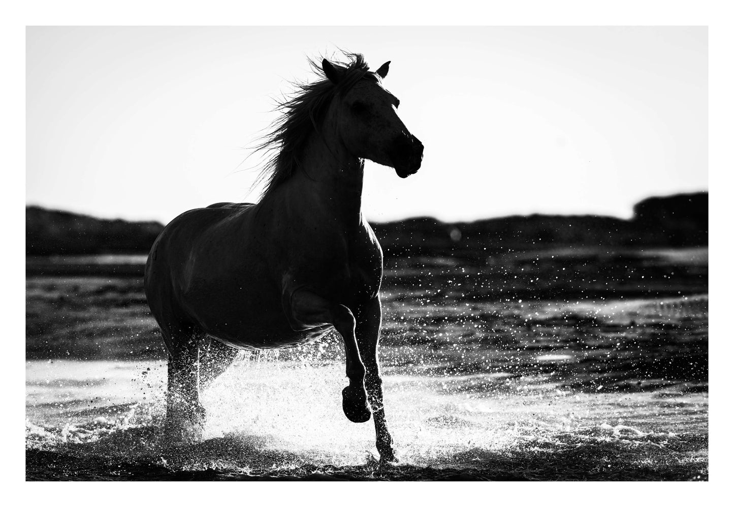 Splashing Stallion Framed Art