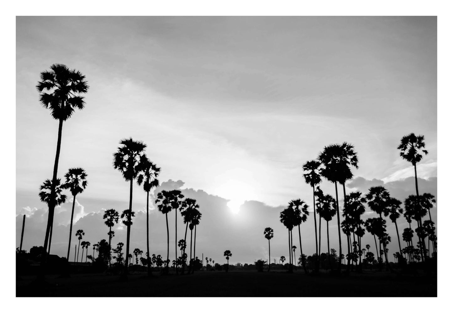 Sunset Palms Framed Art
