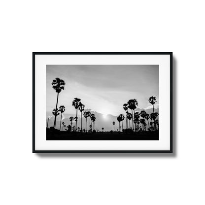 Sunset Palms Framed Art