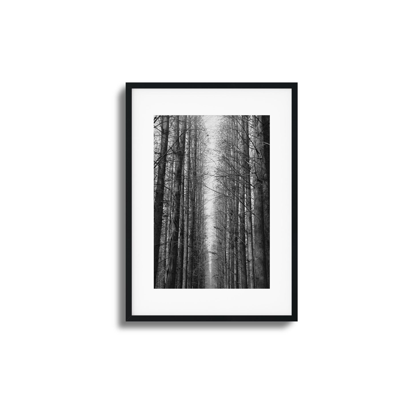 Black-and-white forest path with tall trees