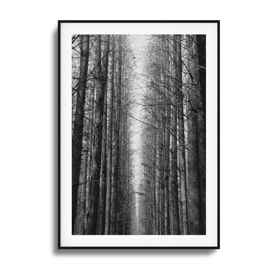 Black-and-white forest path with tall trees