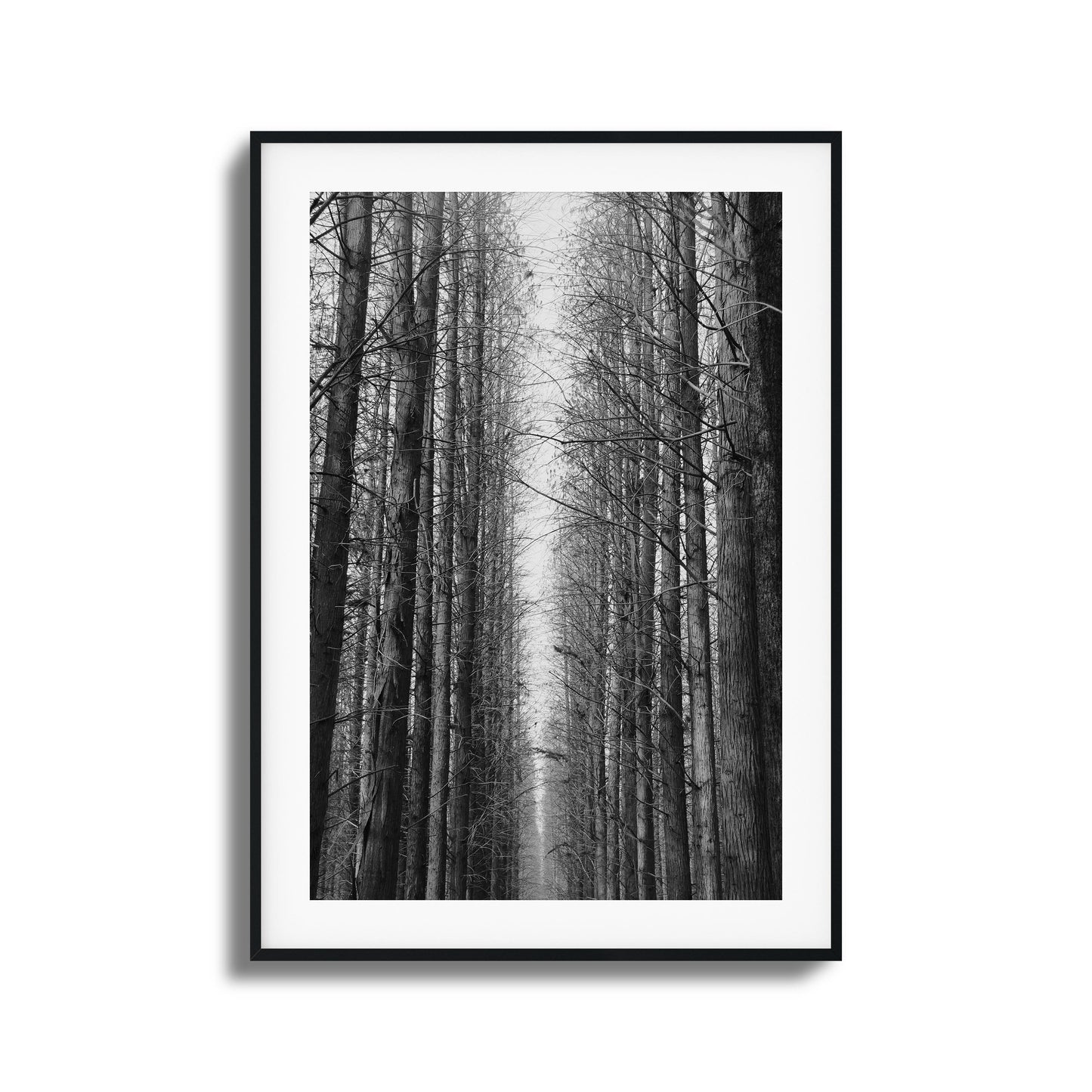 Black-and-white forest path with tall trees