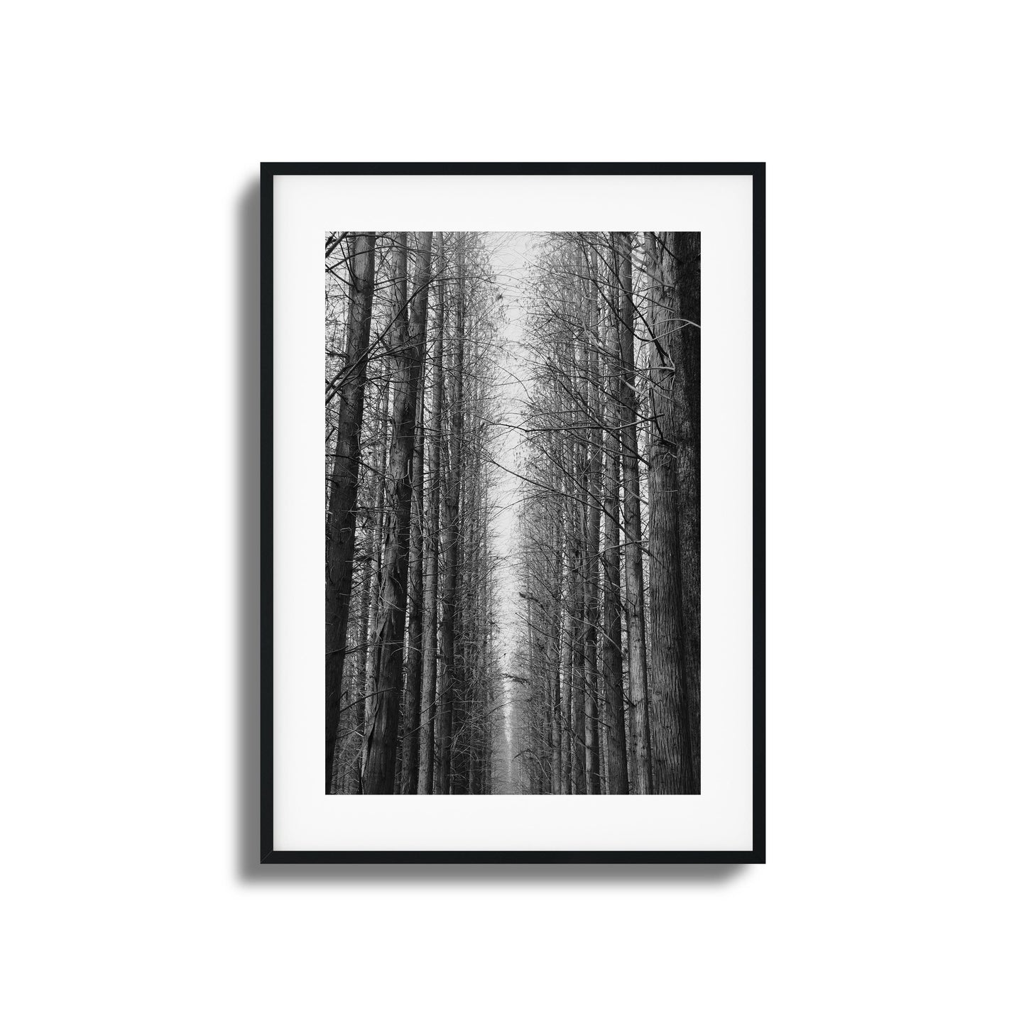 Black-and-white forest path with tall trees