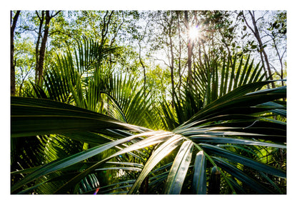 Tropical Jungle Sunburst Framed Art
