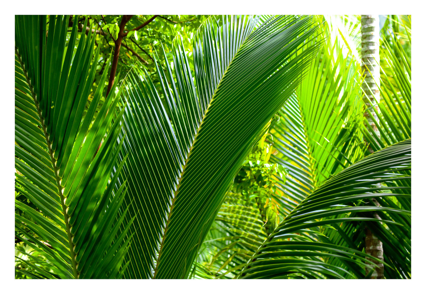 Tropical Palms Close-Up Framed Art