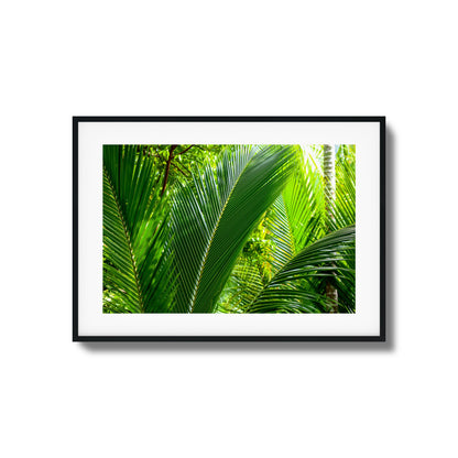 Tropical Palms Close-Up Framed Art