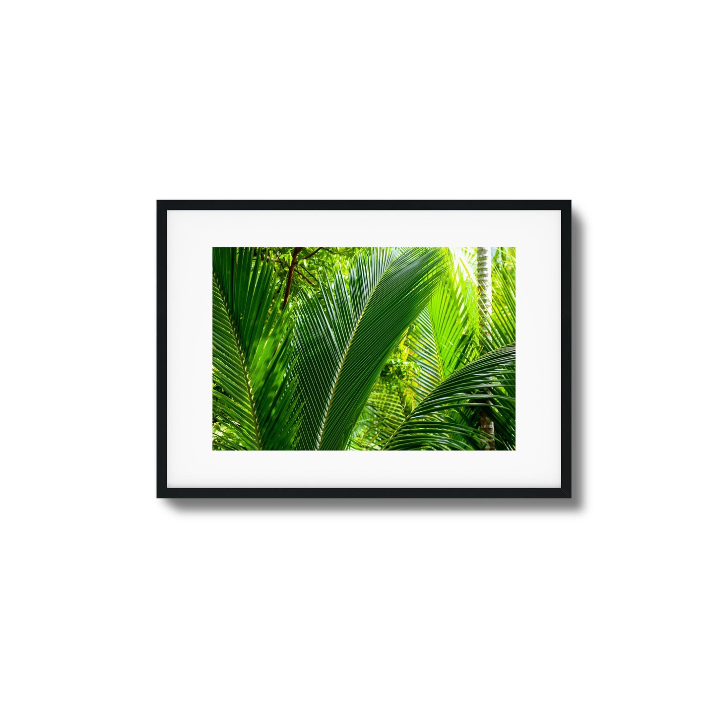 Tropical Palms Close-Up Framed Art