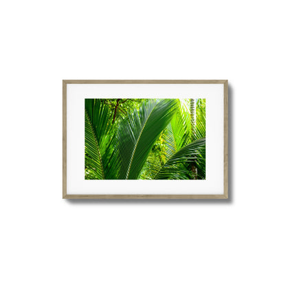 Tropical Palms Close-Up Framed Art