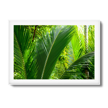 Tropical Palms Close-Up Framed Art