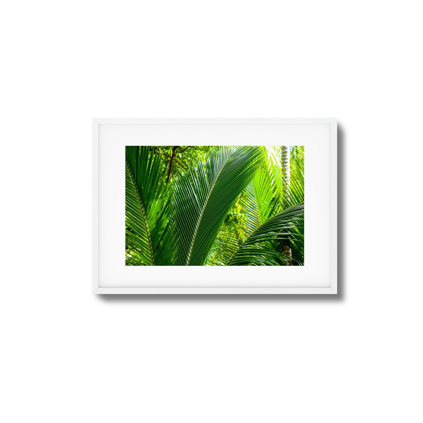 Tropical Palms Close-Up Framed Art