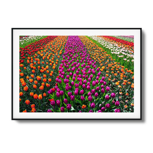 Rows of colorful tulips in full bloom