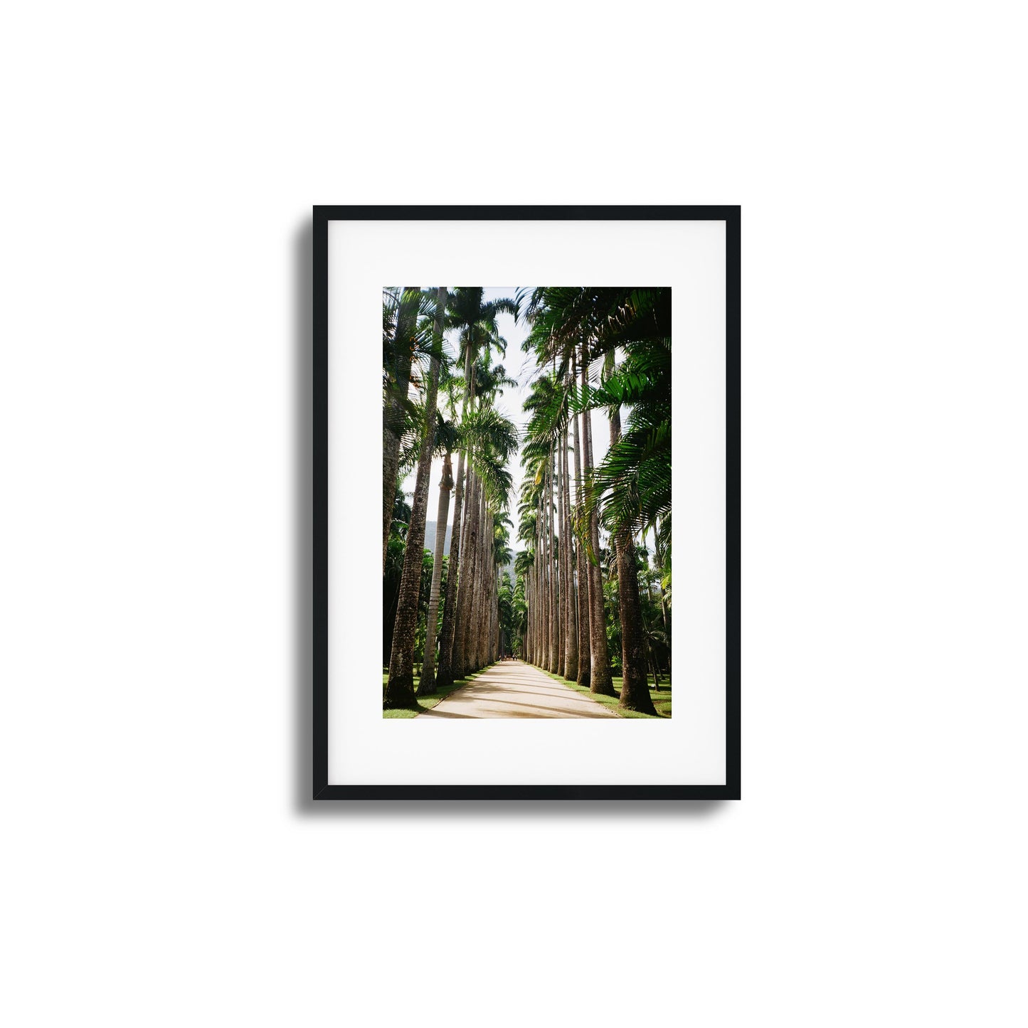 Pathway lined with tall palm trees and vibrant greenery.