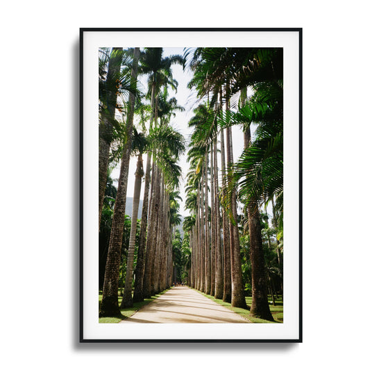 Pathway lined with tall palm trees and vibrant greenery.