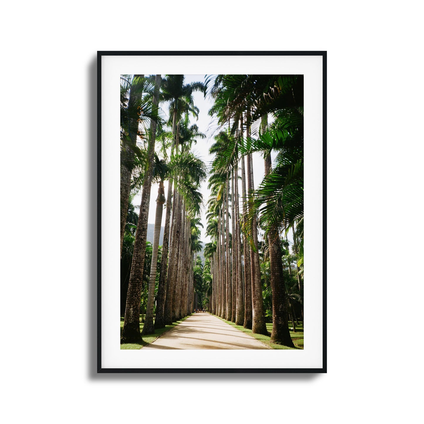 Pathway lined with tall palm trees and vibrant greenery.